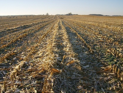 Stover Windrow with Shallow Center