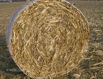 5x5 Round Bale from Windrow. Note High Husk / Cob Number